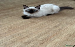 Ragdoll cats for sale: Seal point ragdoll girl GCCF registered - Image 8
