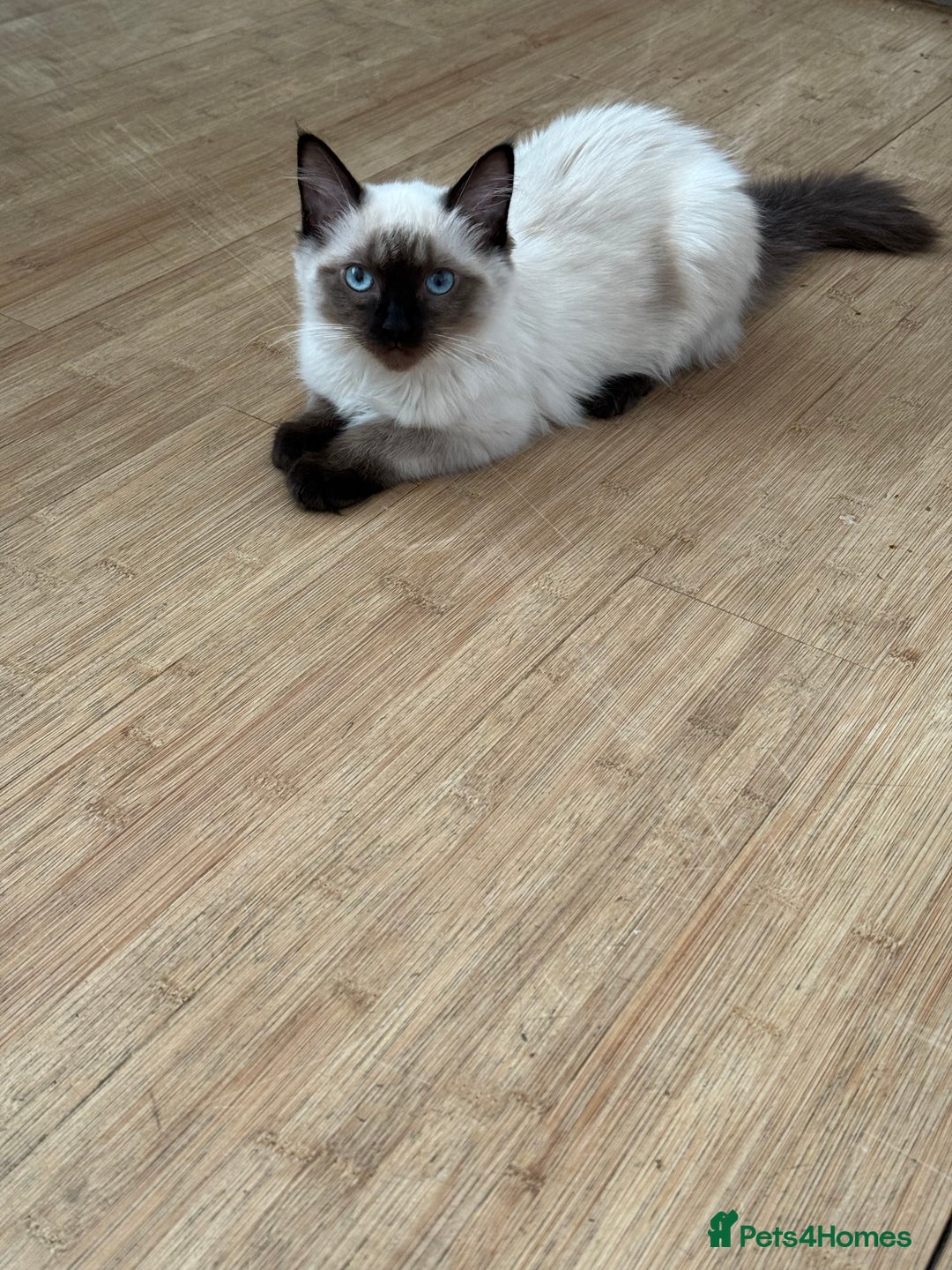 Ragdoll cats for sale: Seal point ragdoll girl GCCF registered - Image 8