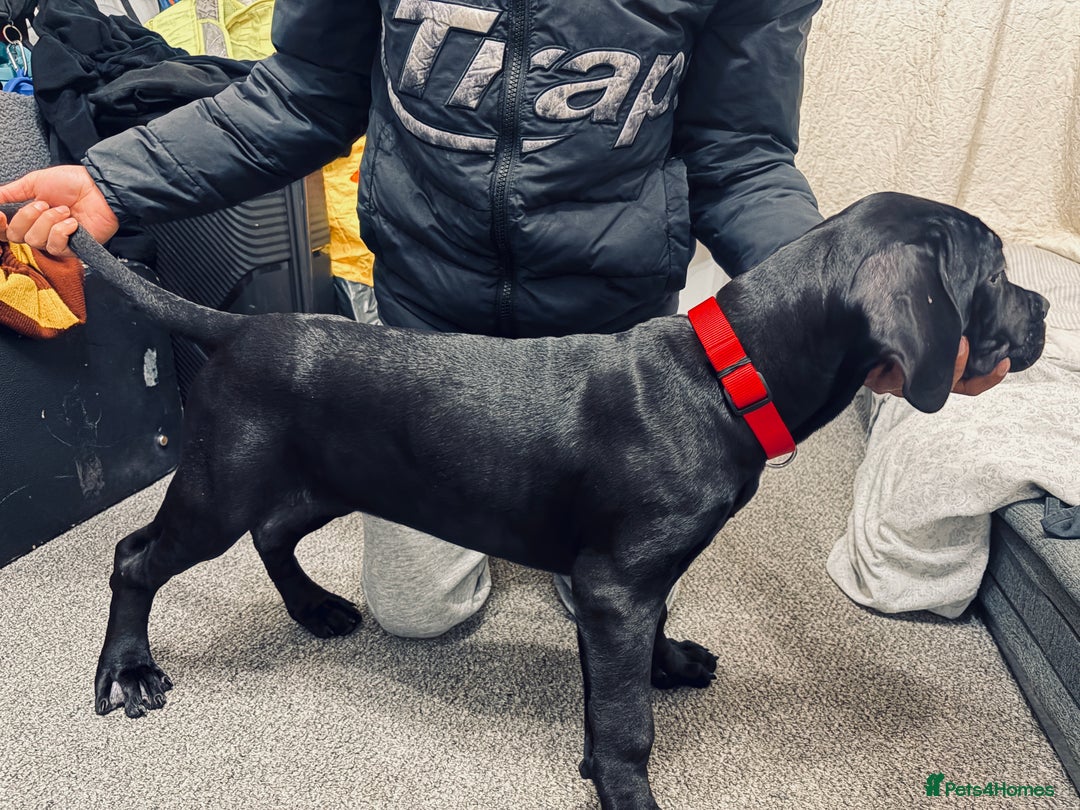 Cane Corso dogs for sale: Best Champion bloodline Puppy - Advert 2