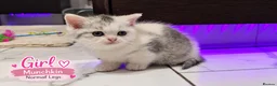 Munchkin cats for sale: Munchkin Kittens. Munchkin cross Scottish Straight - Advert 19