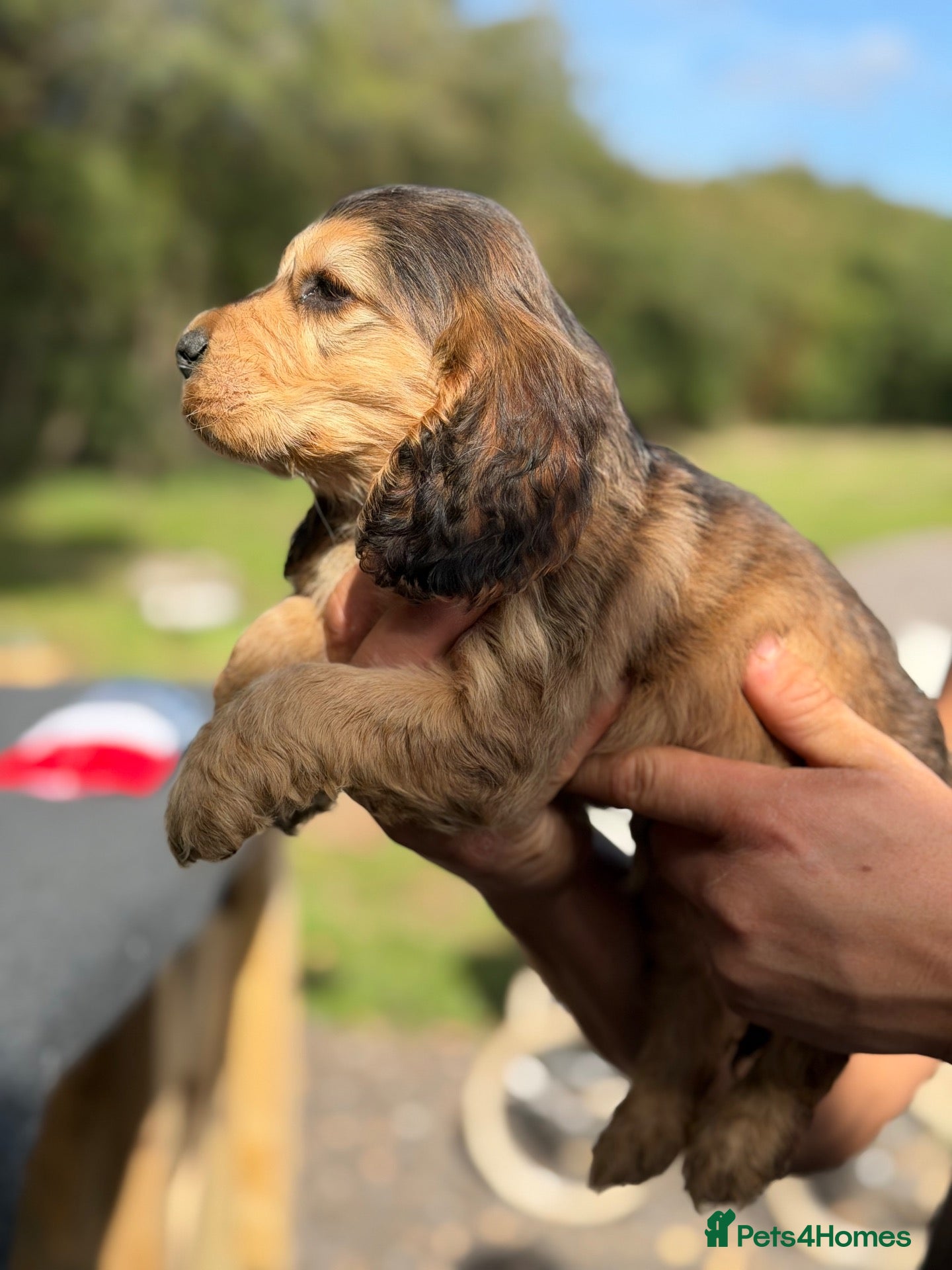 Cocker Spaniel dogs KC registered, DNA health tested Show Spaniels - Advert 2