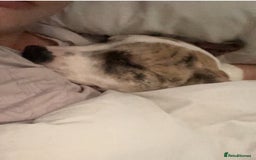 American Bulldog dogs for sale: 1 year old American bulldog  - Advert 7