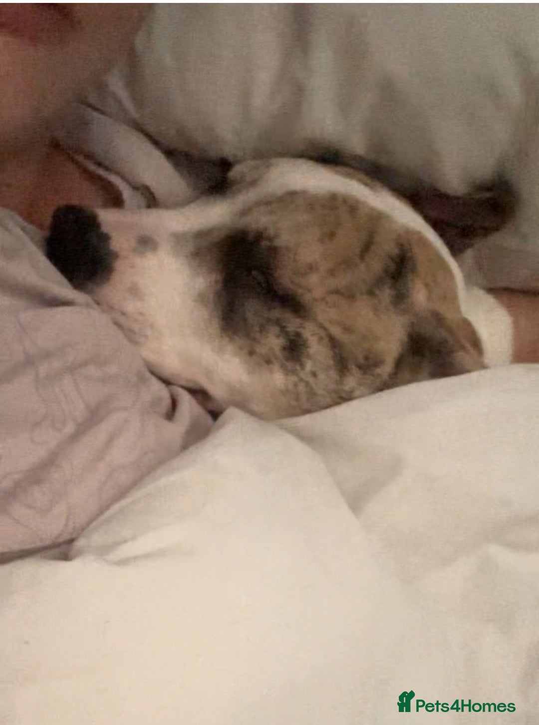 American Bulldog dogs for sale: 1 year old American bulldog  - Advert 7