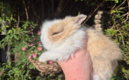 Angora rabbits for sale: Teddydwerg babies 💓💙 - Image 6