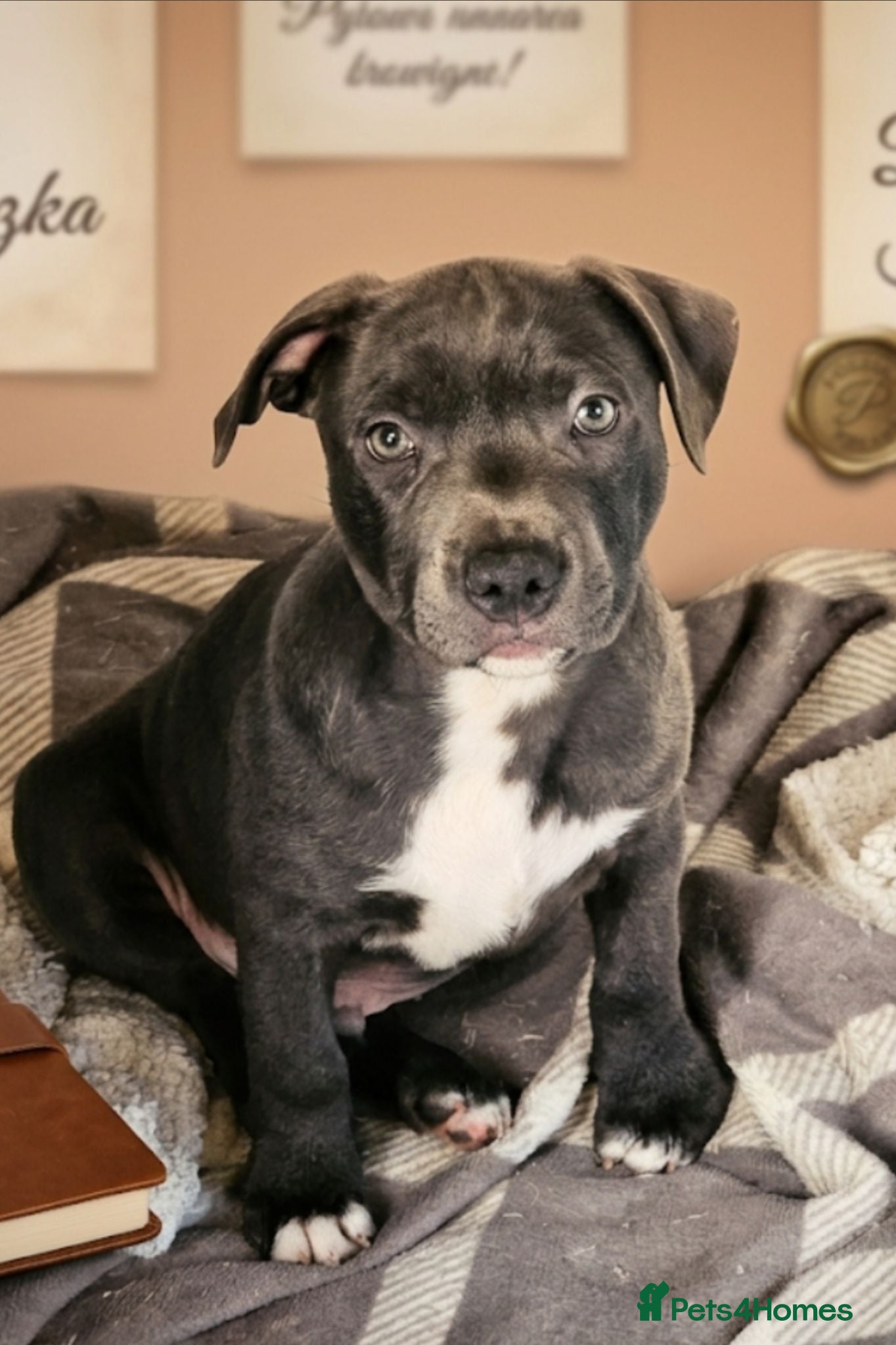 Staffordshire Bull Terrier dogs Not KC Reg Blue Staffordshire bull terrier boy - Advert 2