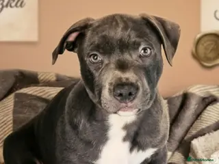 Staffordshire Bull Terrier dogs Not KC Reg Blue Staffordshire bull terrier boy - Advert 6