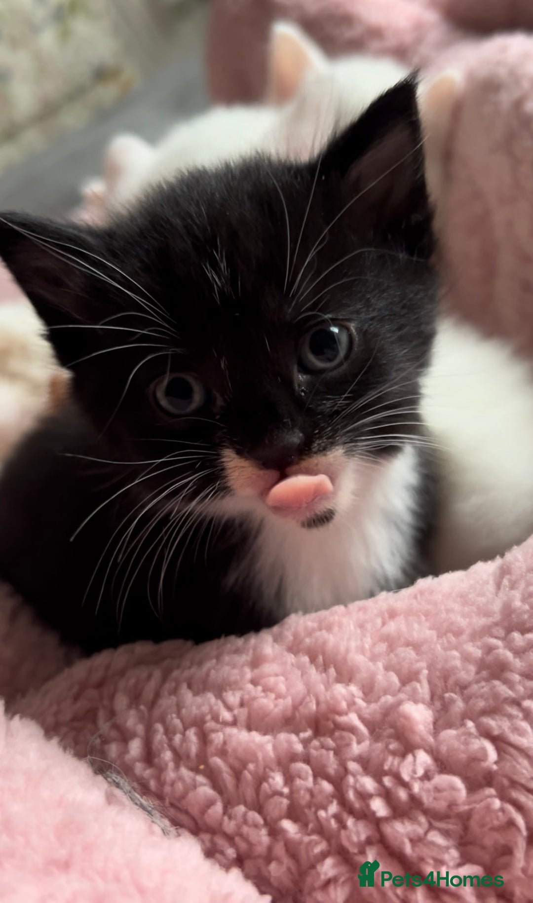 Mixed Breed cats for sale: Sweet kittens need a loving home - Image 4