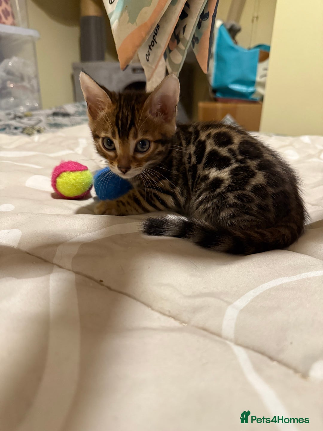 Bengal cats for sale: Pedigree TICA reg 🐾 Bengal Kittens 🐱  - Advert 15