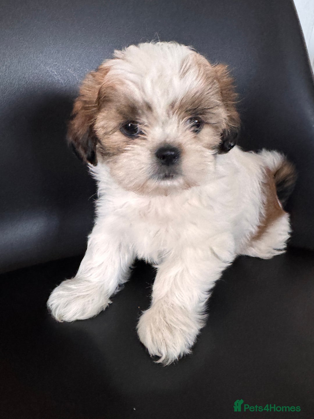 Shih Tzu dogs for sale: ShihTzu Puppies Ready for Their Forever Homes Soon - Image 5