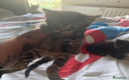 Mixed Breed cats for sale: Beautiful tabby kittens ready to leave  - Image 3