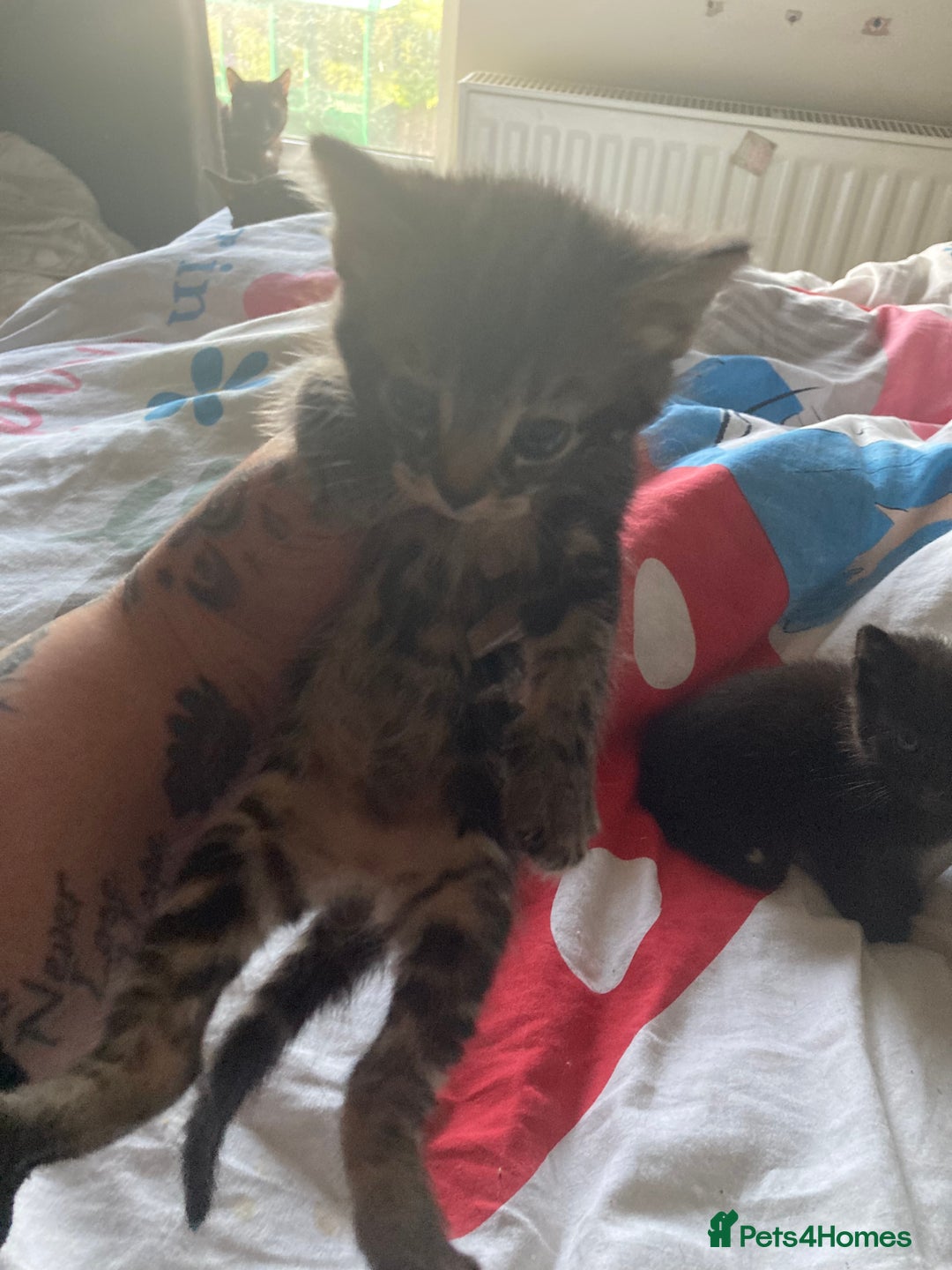 Mixed Breed cats for sale: Beautiful tabby kittens ready to leave  - Image 3