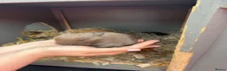 Mini Lop rabbits for sale: Grey/chocolate mini lop in Darlington - Advert 3