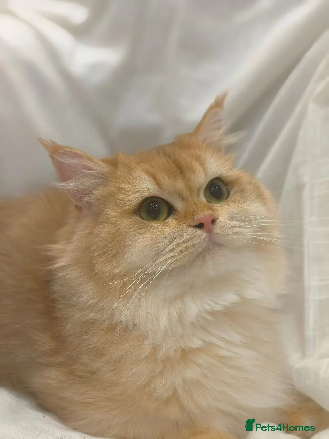 Munchkin cats for sale: Minuet Cats  - Advert 2