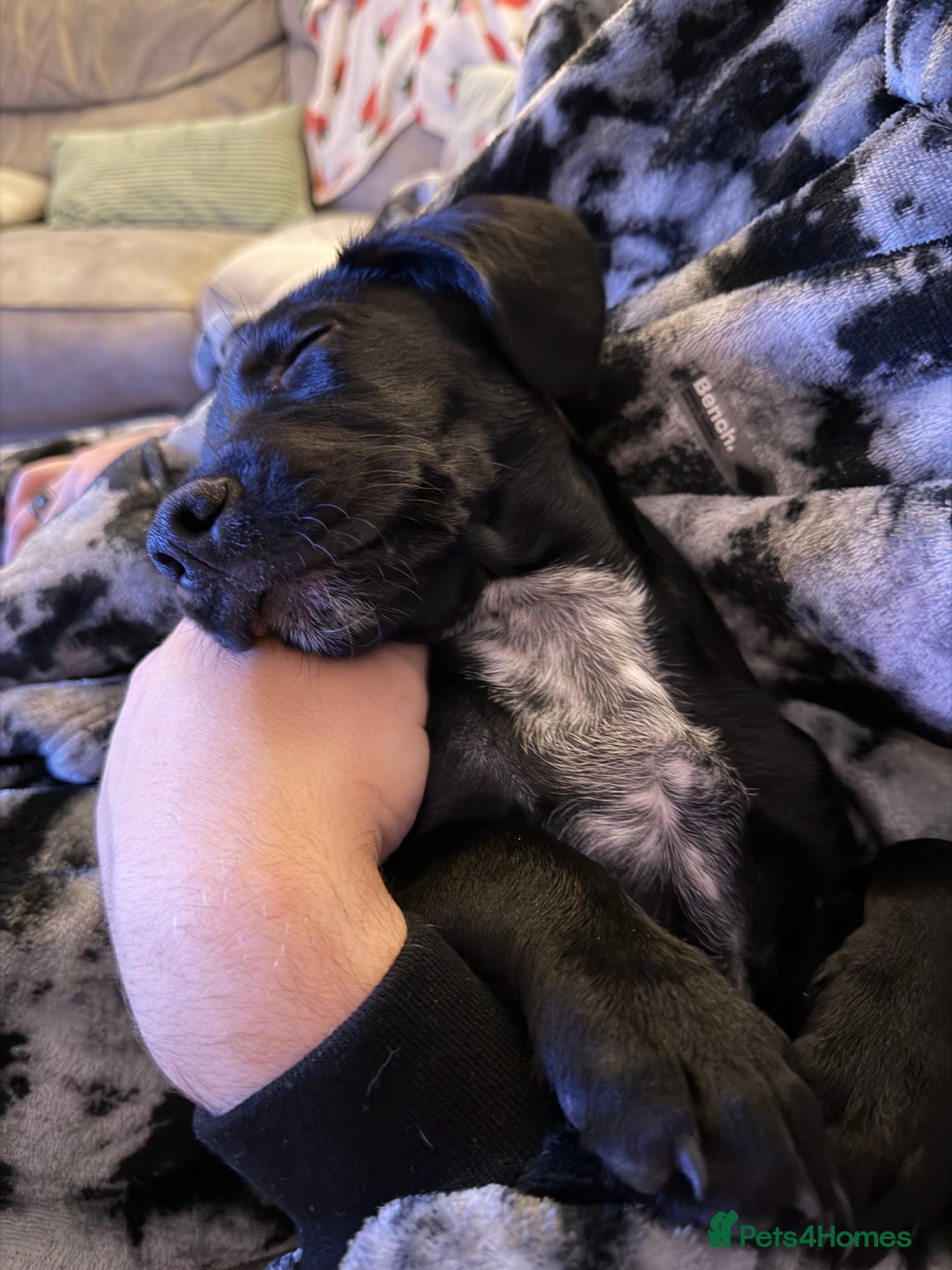 Mixed Breed dogs for sale: Spaniel cross - Image 5