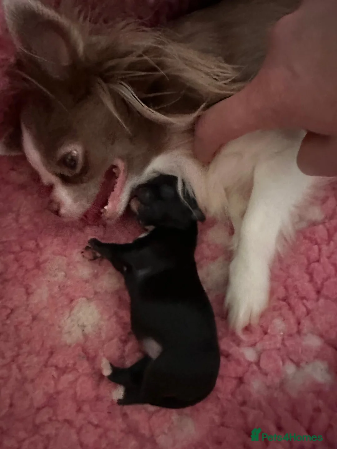 Chihuahua dogs for sale: Long hair, beautiful chihuahuas - Advert 2