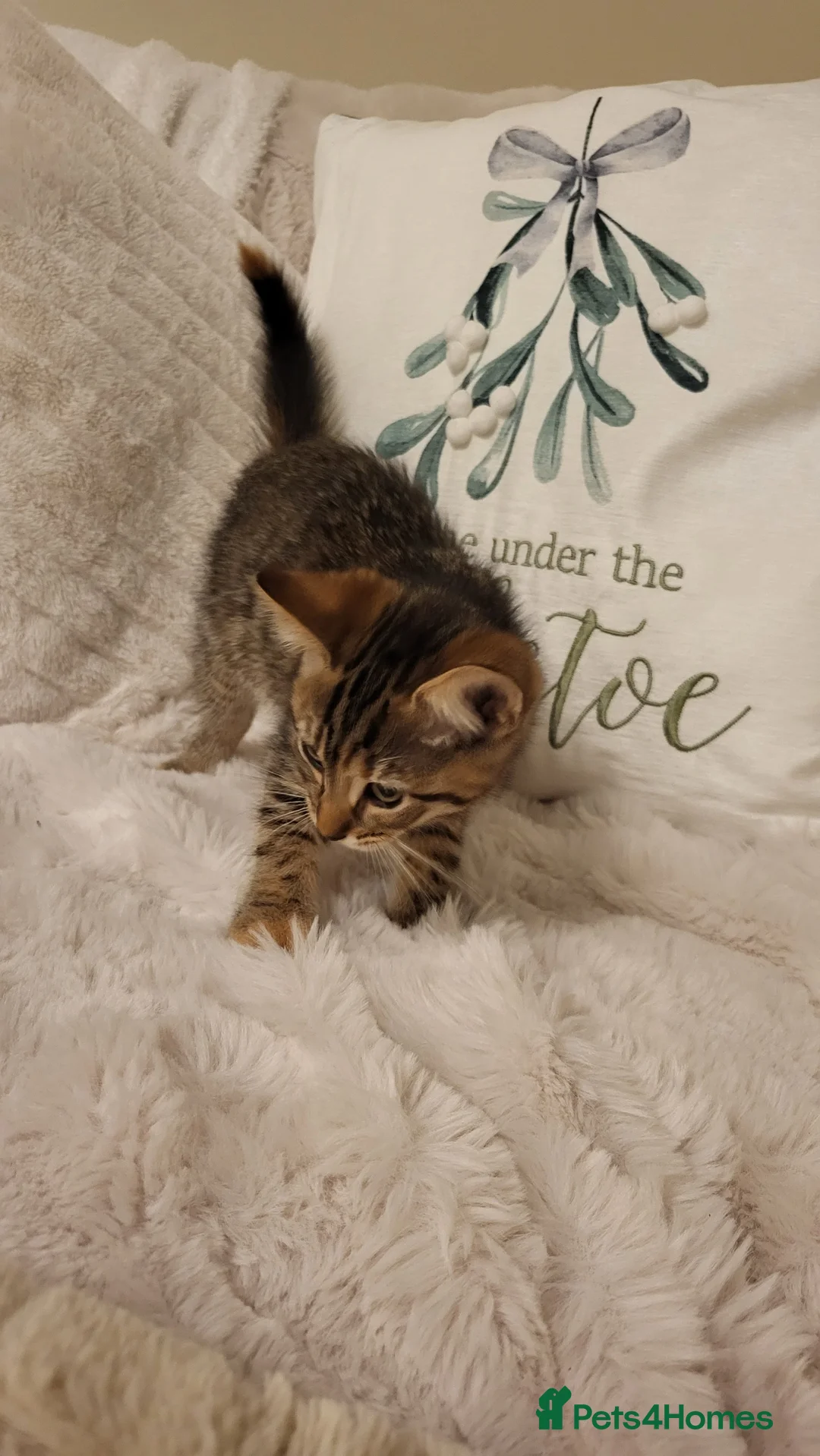 Mixed Breed cats for sale: Kittens READY NOW - Advert 13
