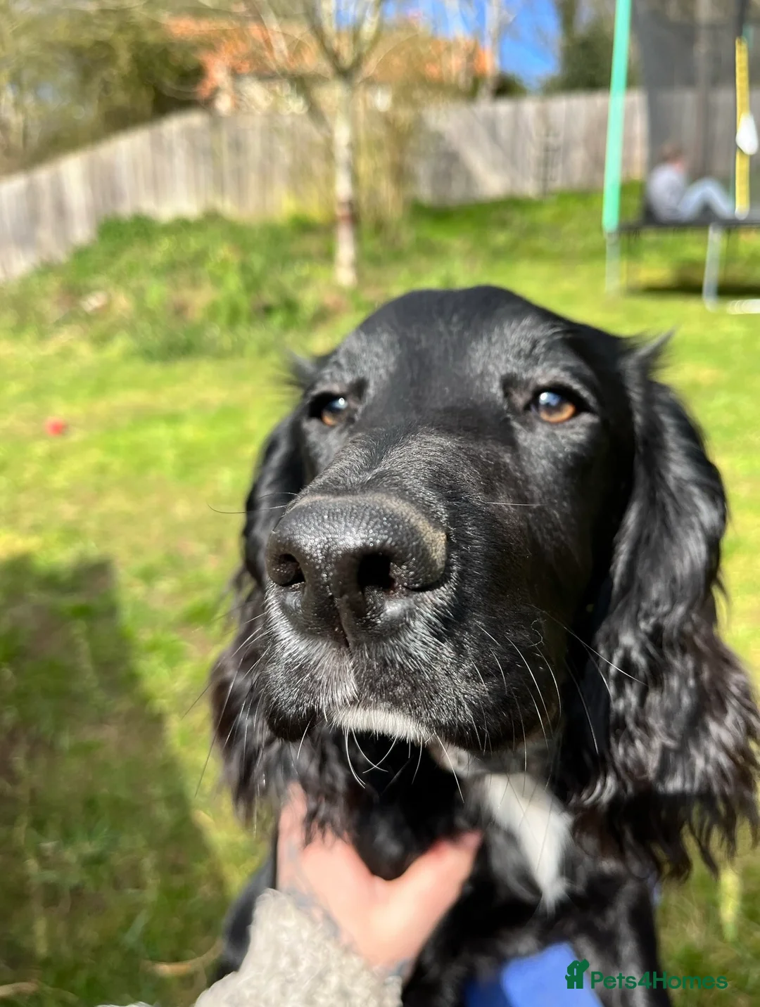 Cocker Spaniel dogs for sale: Barney- KC registered Stud dog for rehoming - Advert 4