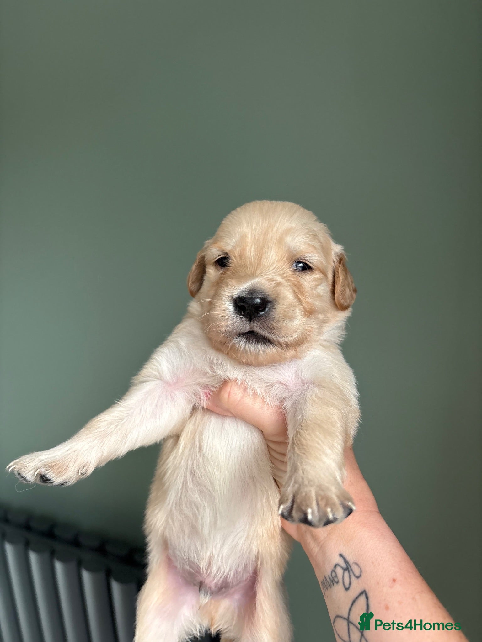 Golden Retriever dogs Golden retriever puppies  - Advert 5