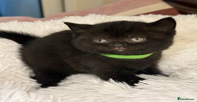 British Shorthair cats - Advert 3