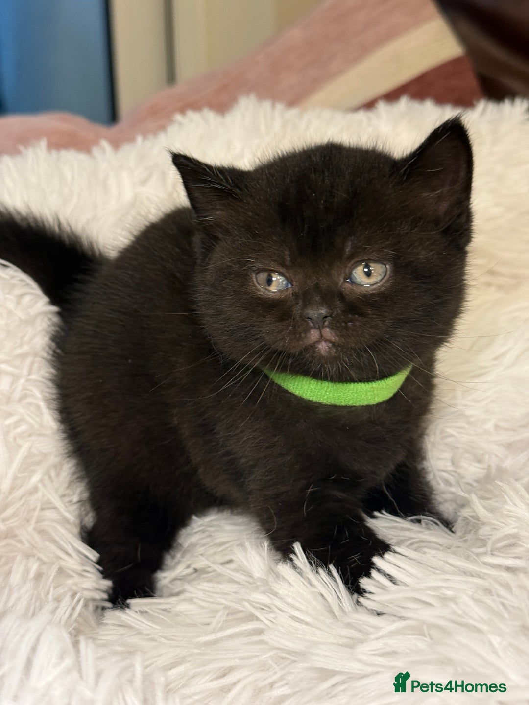 British Shorthair cats for sale: Only 2 girls left ready to go BBSH - Image 11