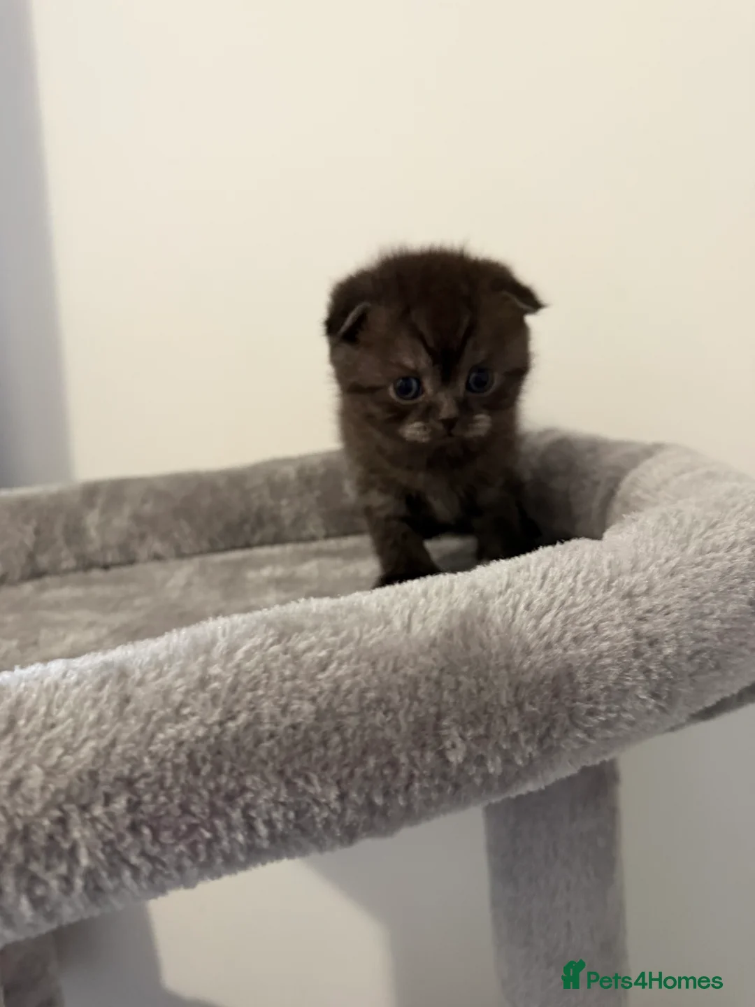 Scottish Fold cats for sale: Scottish fold female kitten pure breed in London - Advert 21
