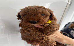 Miniature Poodle dogs for stud: Dark Red Miniature Poodle Stud Package Available in Southampton - Image 35