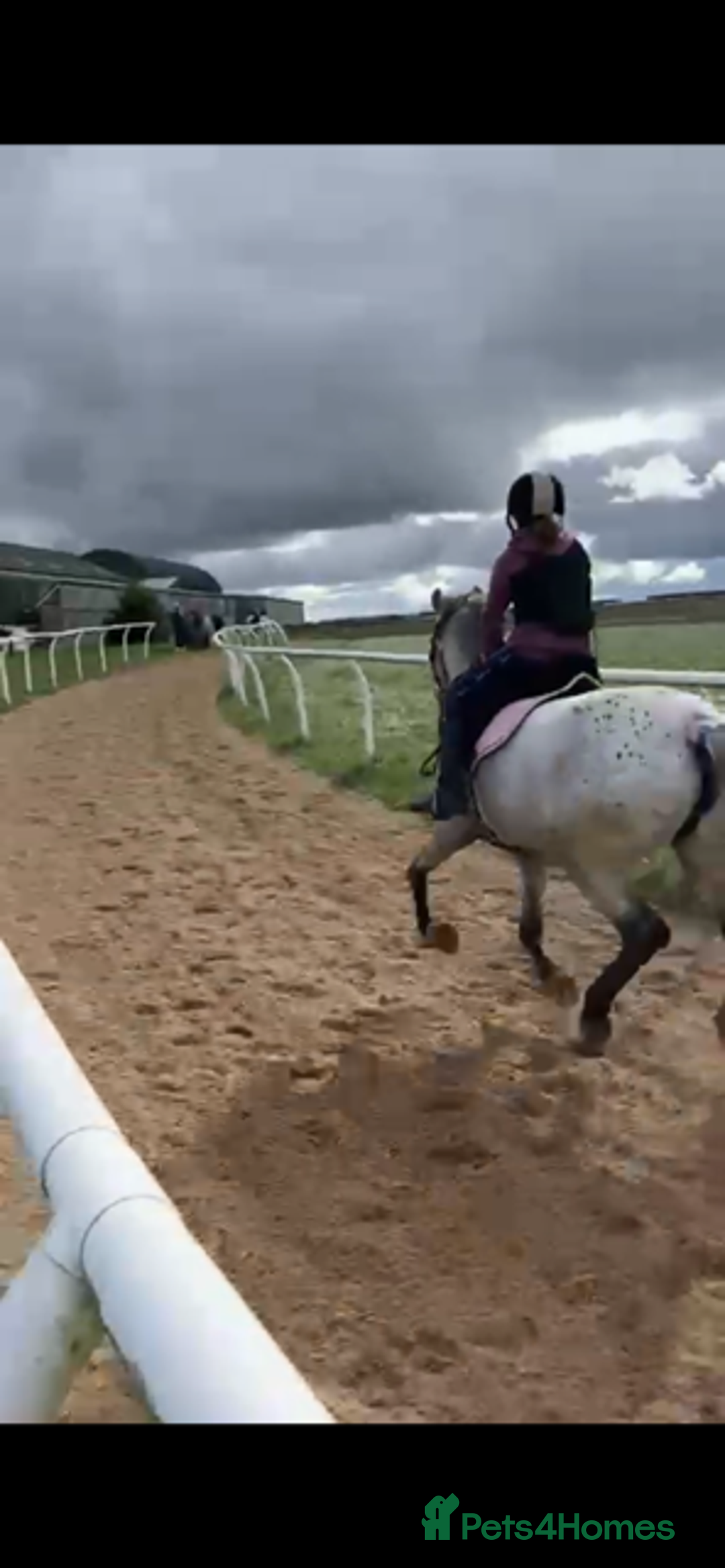 Appaloosa horses for sale: 13.1 hh Appaloosa Mare  - Image 16