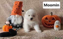 Samoyed dogs for sale: Beautiful Samoyed Puppies! ✨* - Image 16