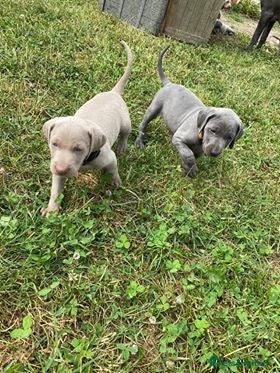 Weimaraner dogs KC Reg Working Weim BLUE and SILVER - Advert 14