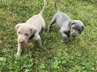 Weimaraner dogs KC Reg Working Weim BLUE and SILVER - Advert 14