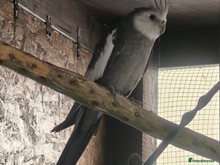 Cockatiels birds - Advert 11