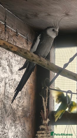 Cockatiels birds - Advert 9