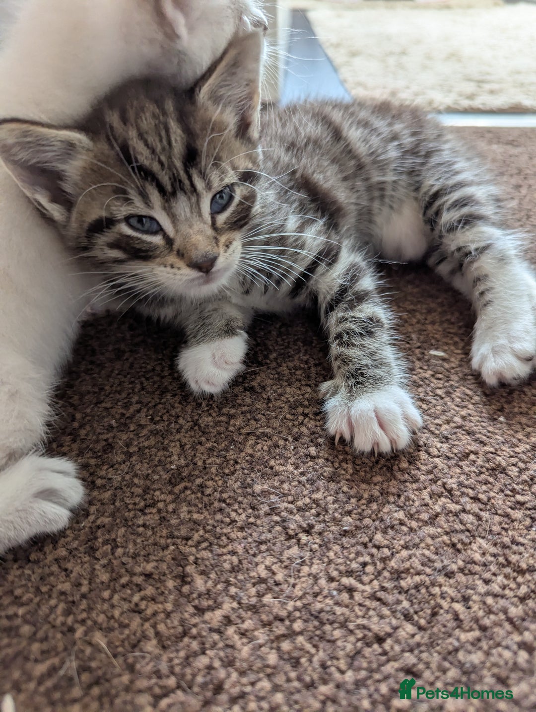 Ojos Azules cats for sale: beautiful Male Kitten - Image 5