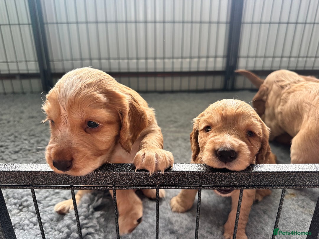 Cocker Spaniel dogs for sale: Working Cocker Spaniel Puppies - Image 3