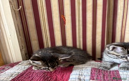 Domestic Shorthair cats for sale: Kittens  - Image 6