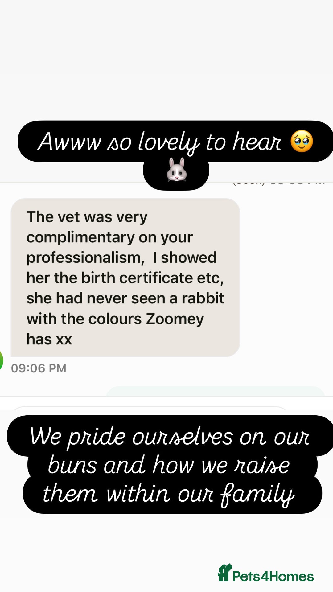 Mini Lop rabbits for sale: Gorgeous Mini Lops  - Advert 28