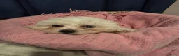 Maltese dogs for sale: Maltese  - Advert 3