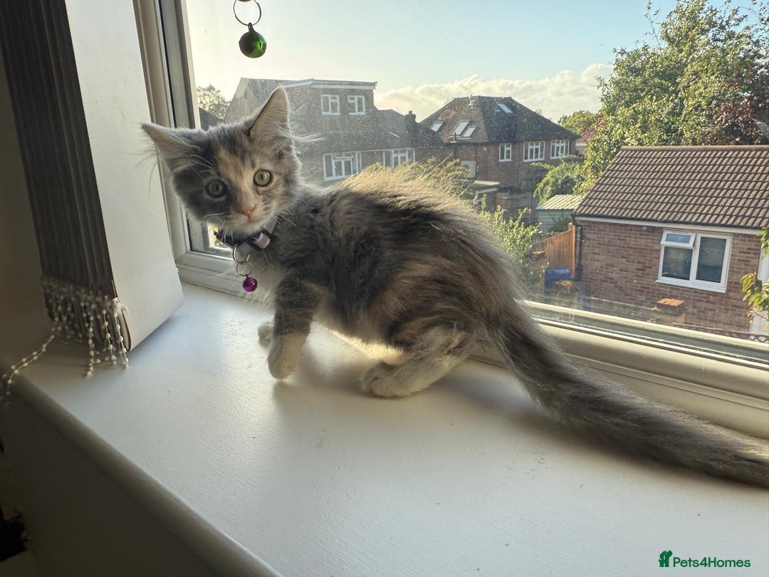 Mixed Breed cats for sale: Adorable Ragdoll and Norwegian Forest Kittens - Image 5
