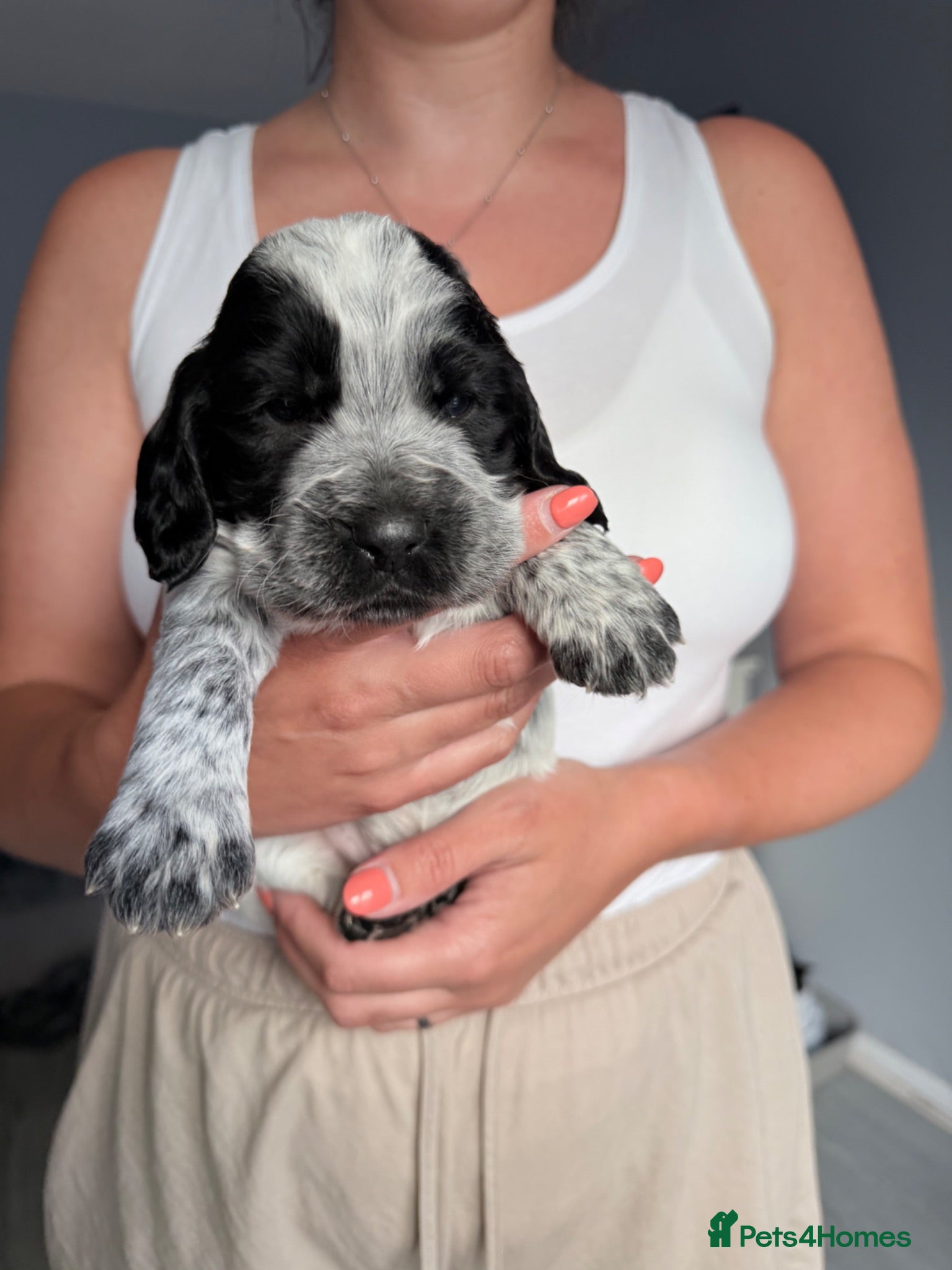 Cocker Spaniel dogs Stunning working cocker spaniels  - Advert 2
