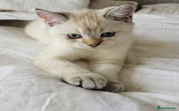 Scottish Fold cats - Advert 1