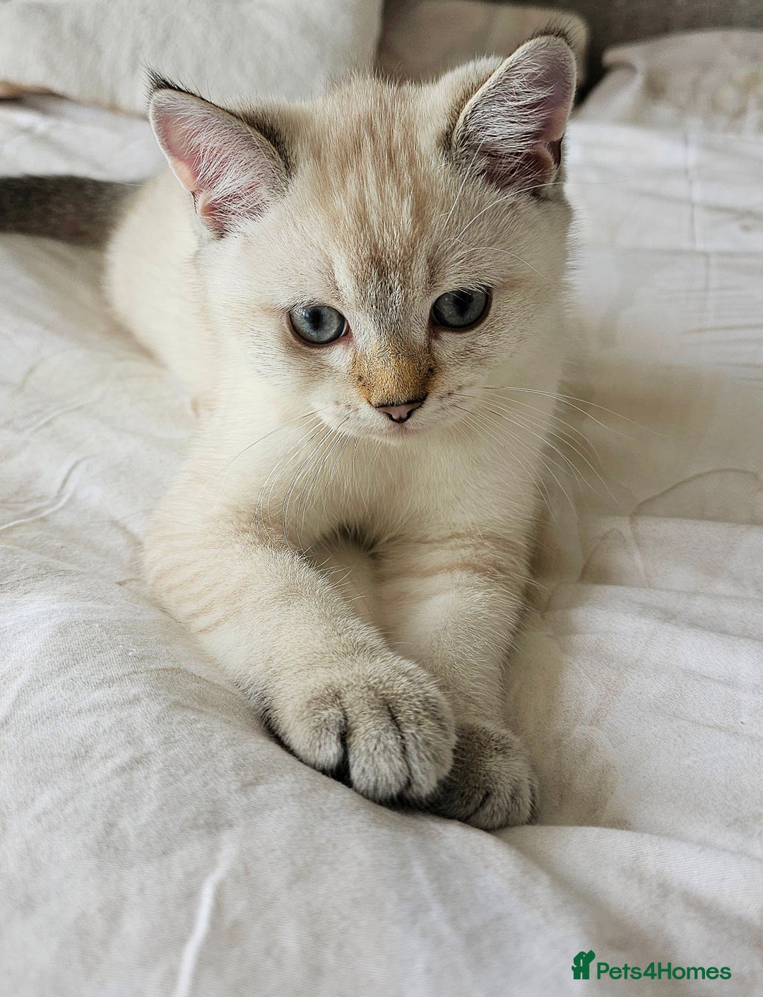 Scottish Fold cats for sale: 😻SF pedigree TICA 😸 READY TO LEAVE😸 - Image 2
