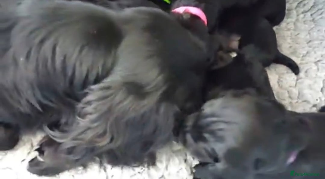 Cocker Spaniel dogs for sale: Show type - Advert 13