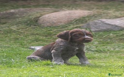 German Wirehaired Pointer dogs for sale: Beautiful Gwps puppies - Image 8