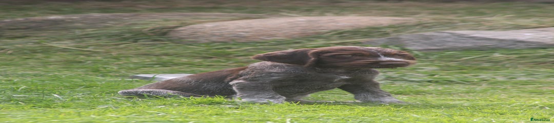 German Wirehaired Pointer Puppy 1