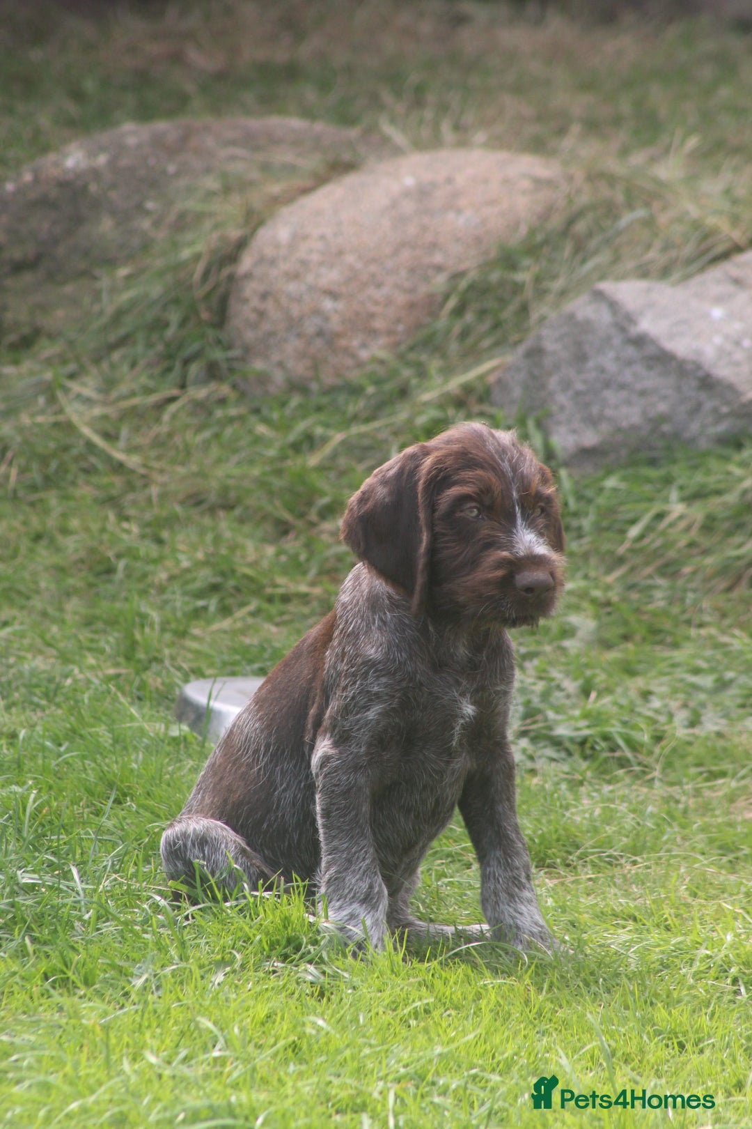 German Wirehaired Pointer dogs for sale: Beautiful Gwps puppies - Image 8