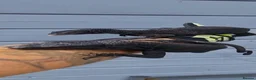 Monitor reptiles for sale: 1.1 Adult pair varanus beccarii  - Advert 4