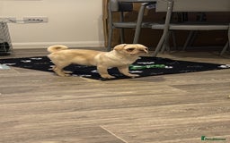 Pug dogs for sale: Pug nearly year old - Image 6