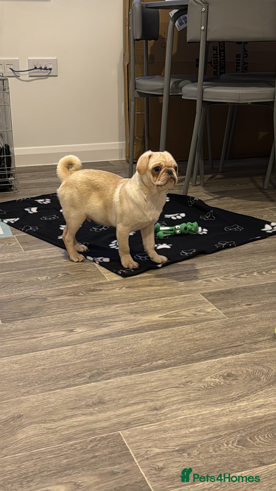 Pug dogs for sale: Pug nearly year old - Image 6