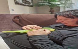 Parrots birds for sale: Yellow Headed Amazon Baby Parrot - Image 5