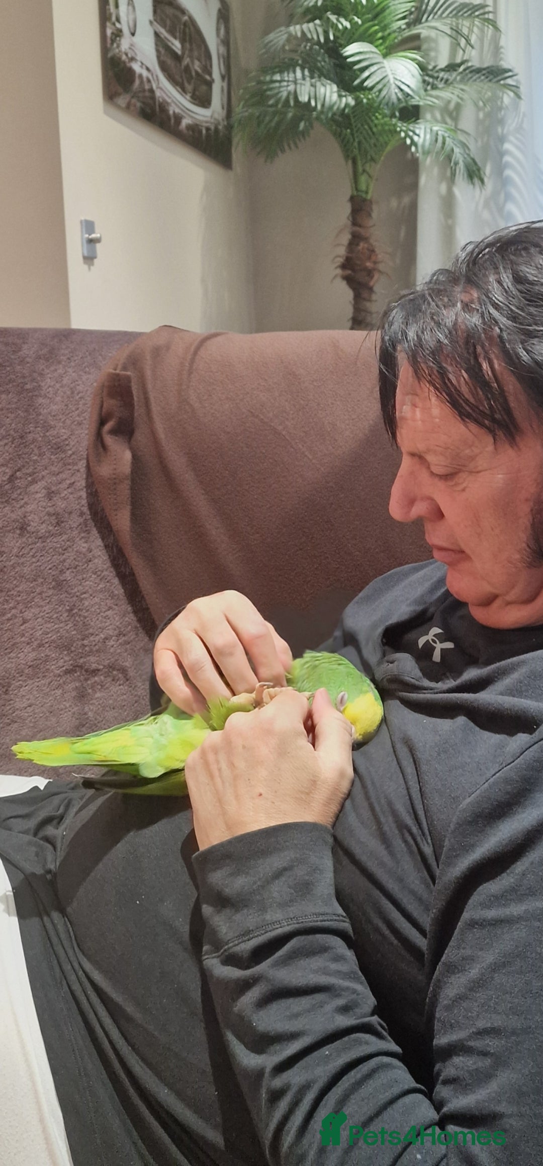 Parrots birds for sale: Yellow Headed Amazon Baby Parrot - Image 5